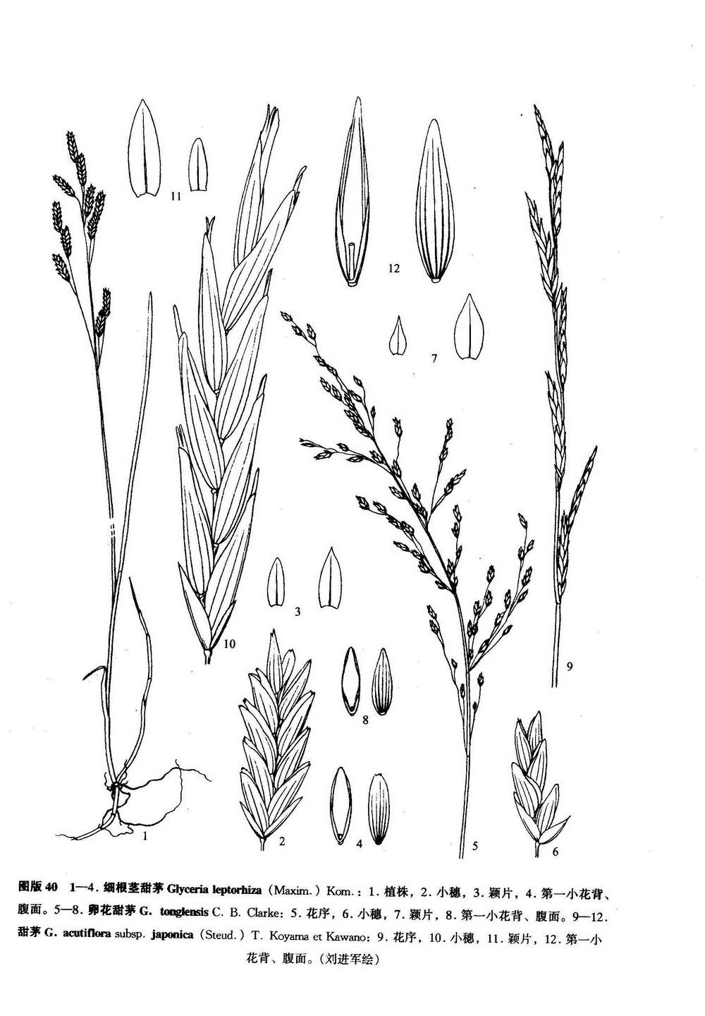 glyceria acutiflora