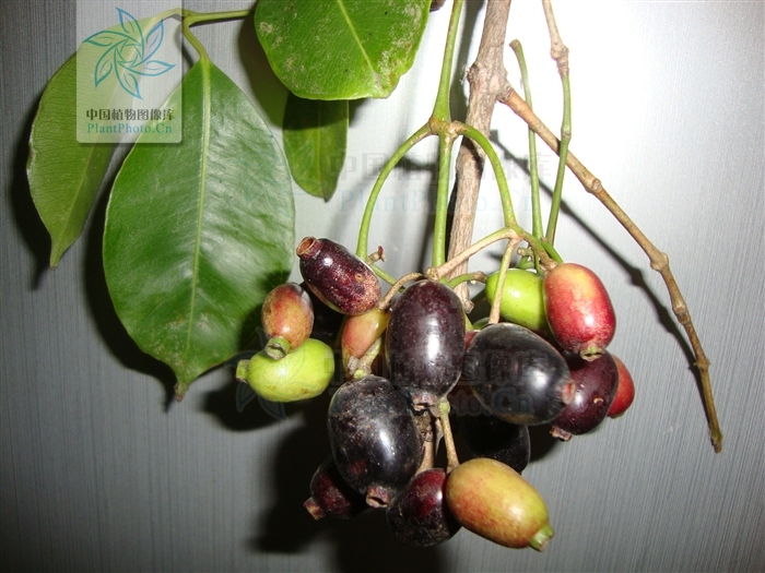  p>假乌墨( a target="_blank" href="/item/学名">学名 /a>:syzygium