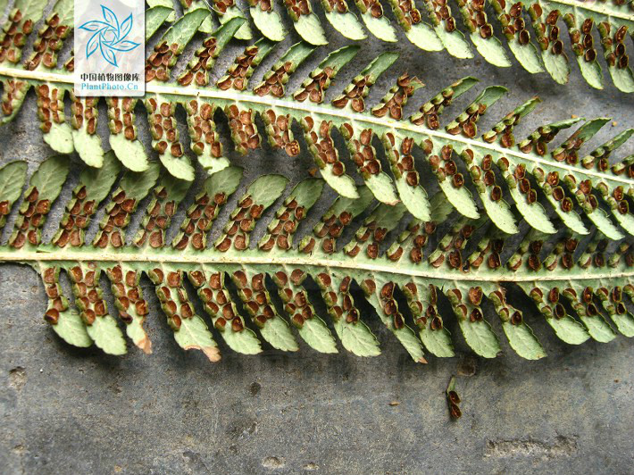 金毛狗属树形<a target="