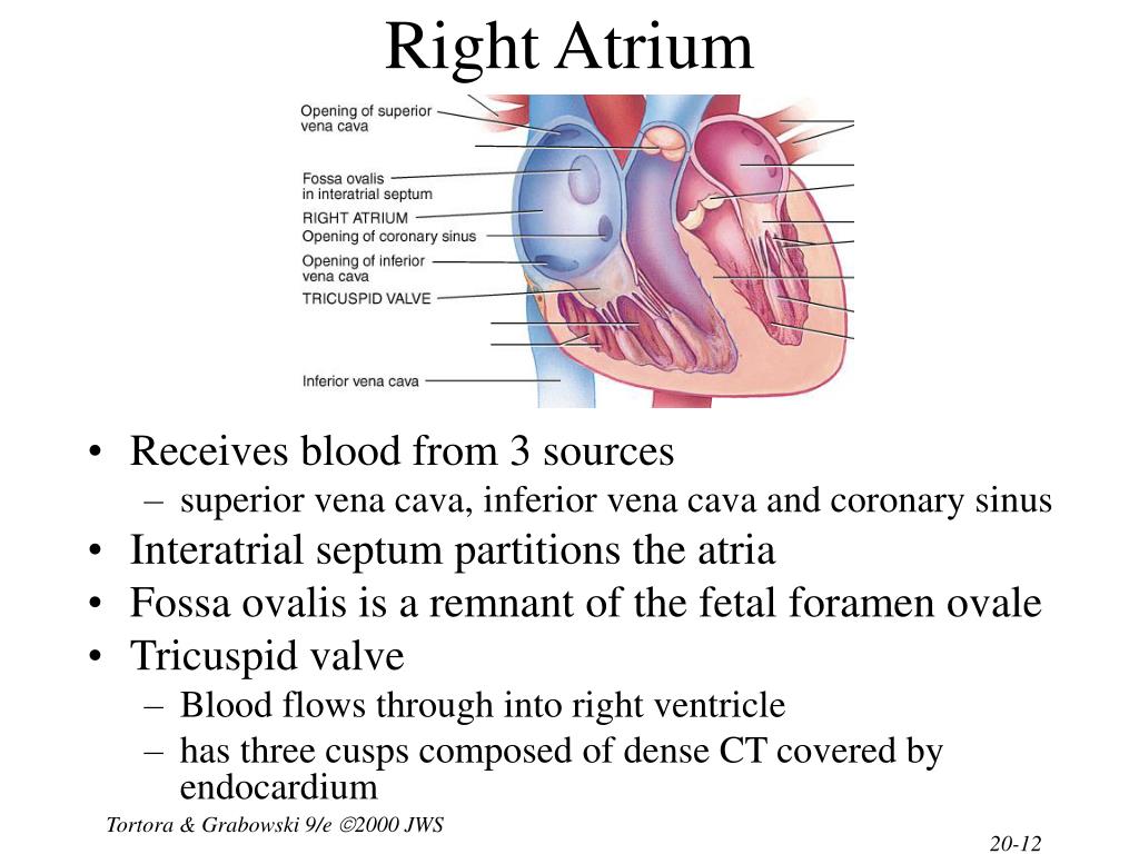  p>右心房是心的四腔之一,是 a href="#" data-lemmaid="1660932">心