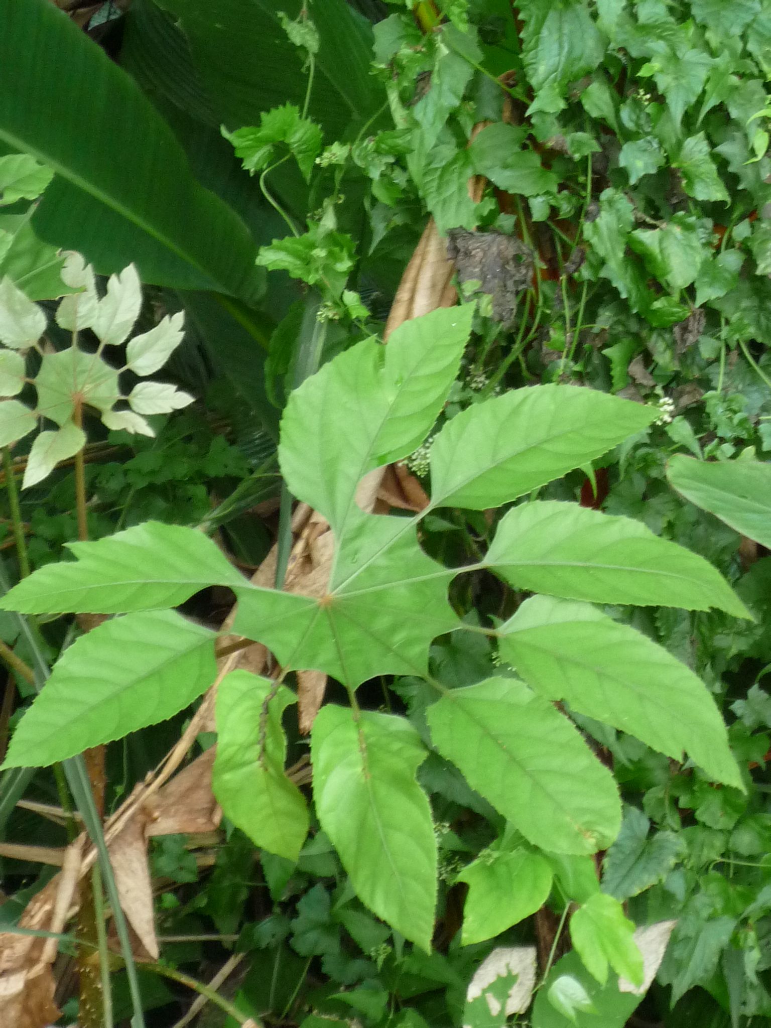  p>刺通草(学名: i>trevesia palmata /i> (roxb.) vis.