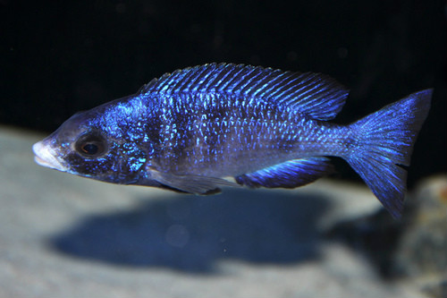 phenochilus),为鲈形目,慈鲷科,柔丽鲷属一种淡水鱼类