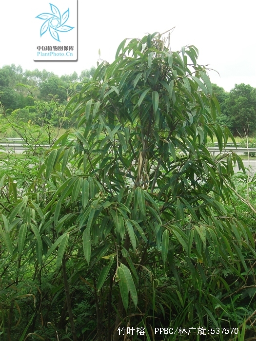 竹叶牛奶树