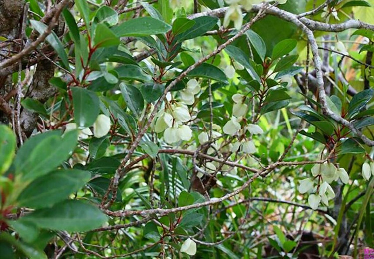  p>糖秕酸脚杆(学名:medinilla hayatana h.