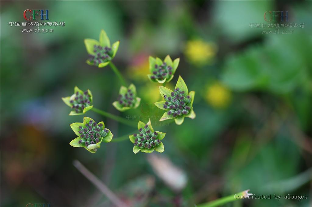  p>伞形花序,是 a href="#" data-lemmaid="1381367">无限花序 /a>的