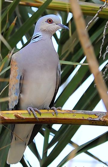  p>欧斑鸠(学名: i>streptopelia turtur /i>)体长27厘米,是一种体型