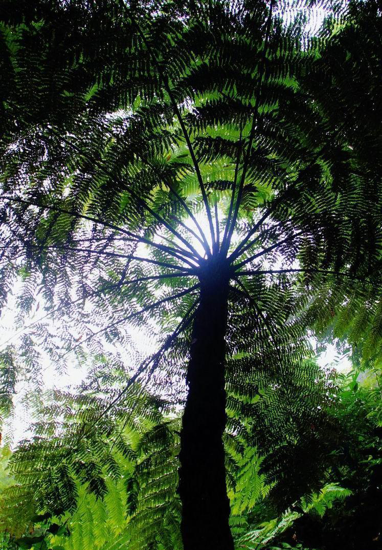  p>中华桫椤(学名: i>alsophila costularis /i> baker)是桫椤科桫椤