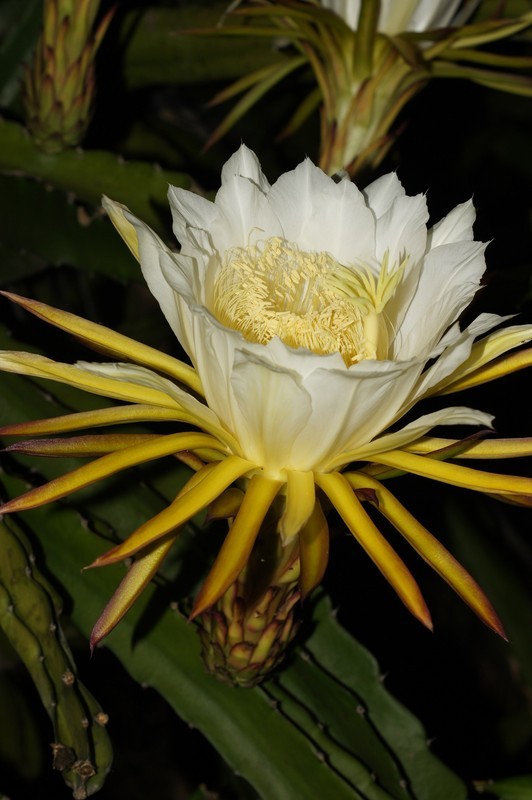 霸王花