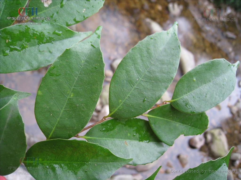 lemmaid="7564250">锥属 /a>乔木,高可达20米,芽小,叶披针形,叶全缘