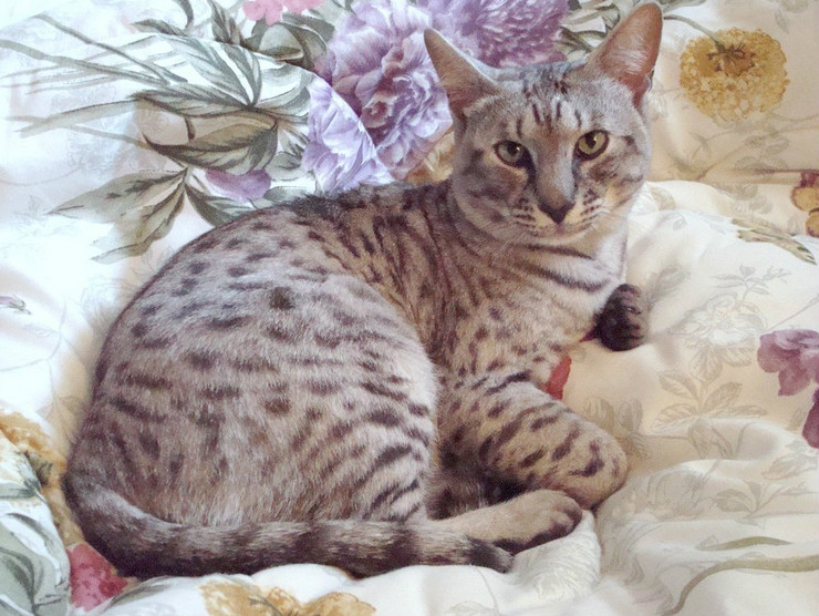  p>热带草原猫(学名: i>felis catus /i> ×  i>leptailurus serval 