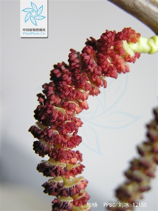  p>加杨(学名: i>populus × canadensis  /i>moench)是杨柳科杨属