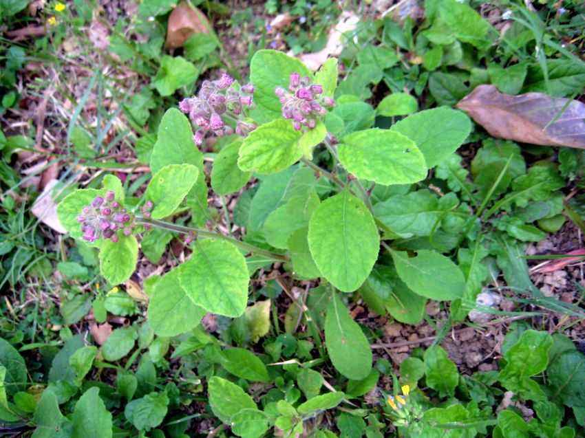  /i>)数字菊科艾纳香属植物, a href="#" data-lemmaid="541696">草本