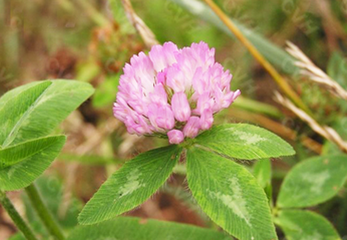 花属 /a>多年生草本,亚灌木状,高30-80厘米,枝叶茂盛,全株被单柔毛和