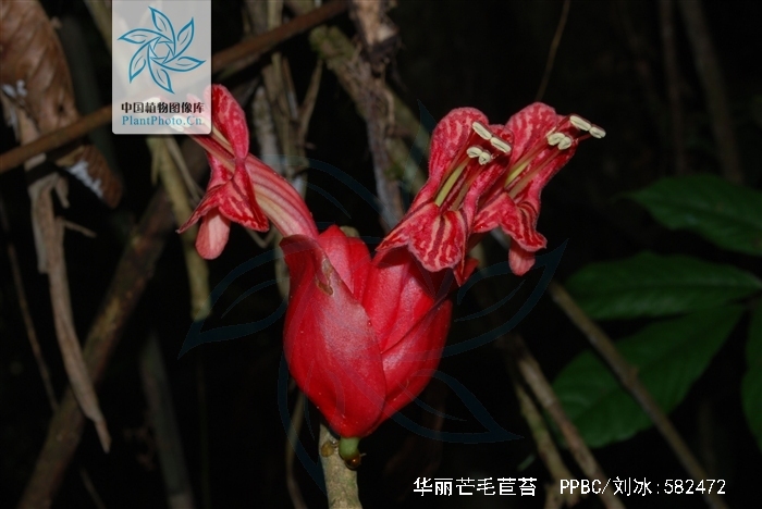 华丽芒毛苣苔