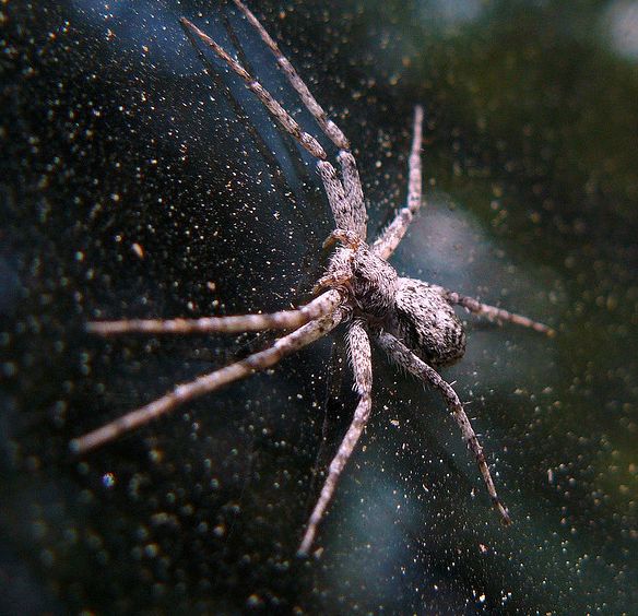  p>细腿豹蛛(学名:pardosa sp.