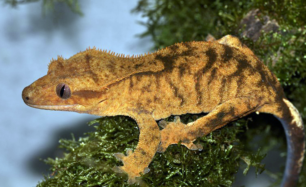  p>睫角守宫(学名: i>correlophus ciliatus /i>):是蜥蜴目,壁虎科