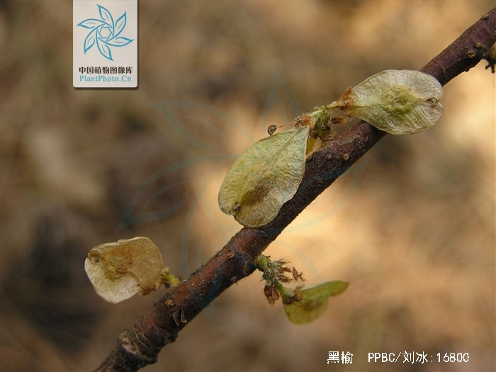  p>黑榆(学名: i>ulmus davidiana /i> planch.