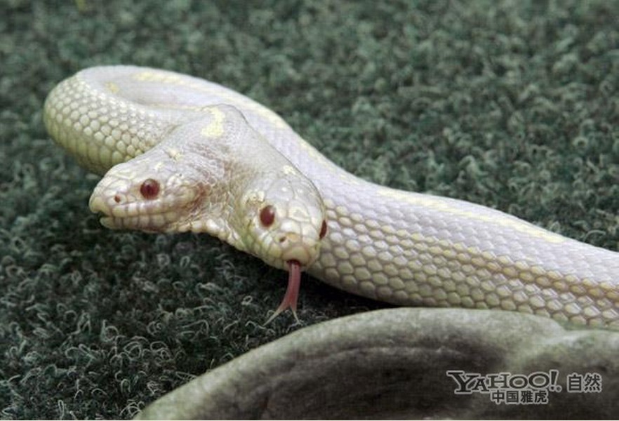 ="/item/两头蛇属">两头蛇属有本质区别)是指颈部分叉的两头蛇