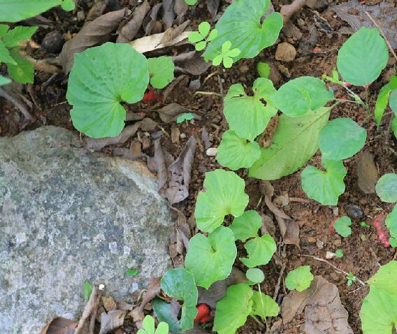  p>毛唇芋兰(学名: i>nervilia fordii /i> (hance) schltr.