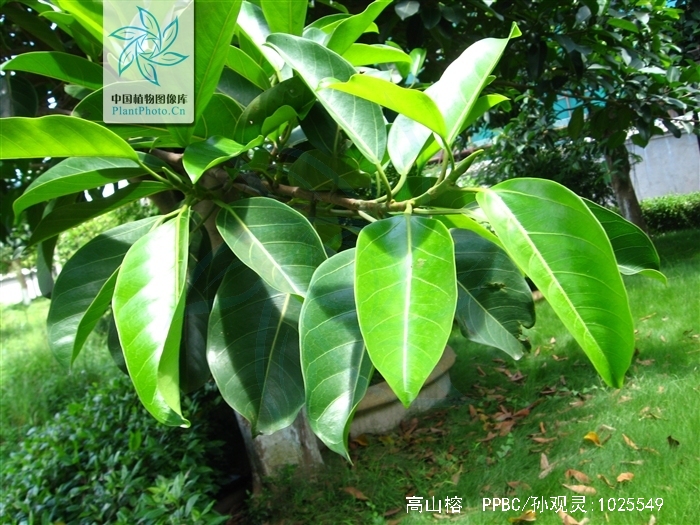  p>高山榕(学名: i>ficus altissima /i>)属 a href="#" data-lemmaid