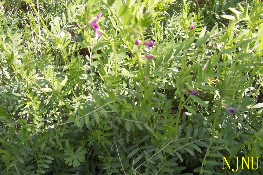 vicia hirsuta (l.) gray