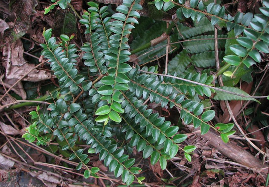 calamus feanus becc.