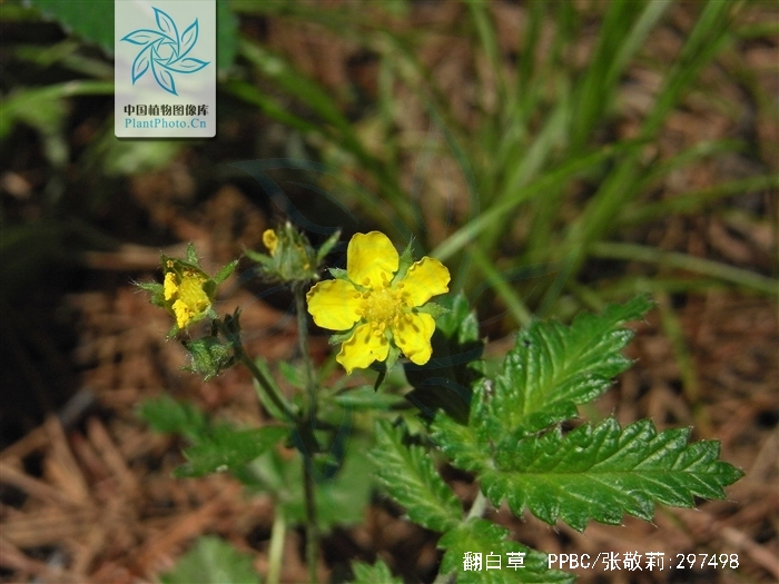 翻白草 b>( /b> i>potentilla discolor /i> bunge)是蔷薇科委陵菜