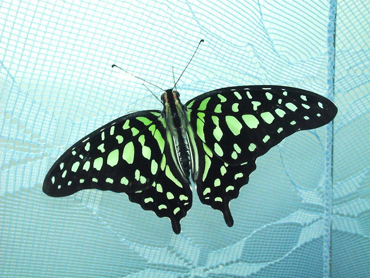 这种蝴蝶飞翔的时候姿态优美,在阳光的照耀下显得 a href="#" data