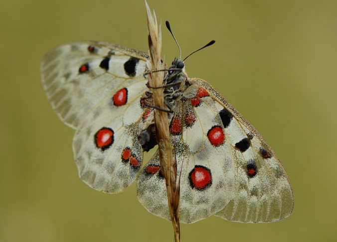 parnassius apollo