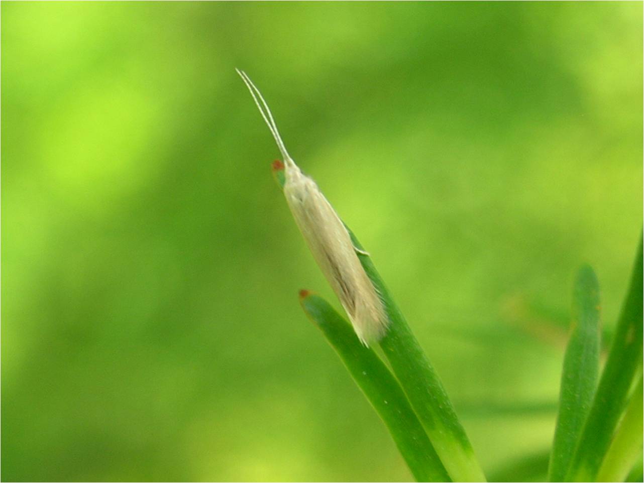 a target="_blank" href="/item/鞘蛾科">鞘蛾科 /a>鞘蛾属的一种昆虫