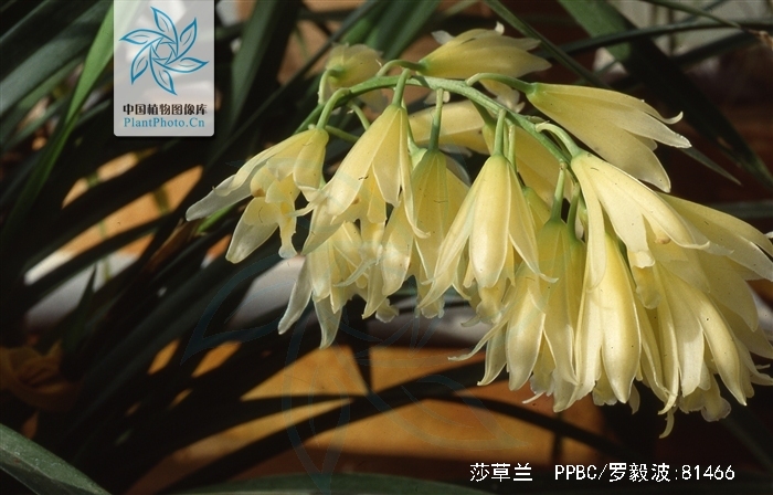  p>莎草兰( i>cymbidium elegans /i> lindl.