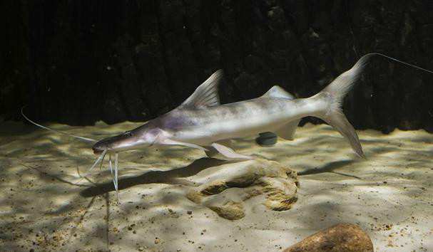  p>扁头短平口鲇(brachyplatystoma platynema)又称747鸭嘴,为鲇型目