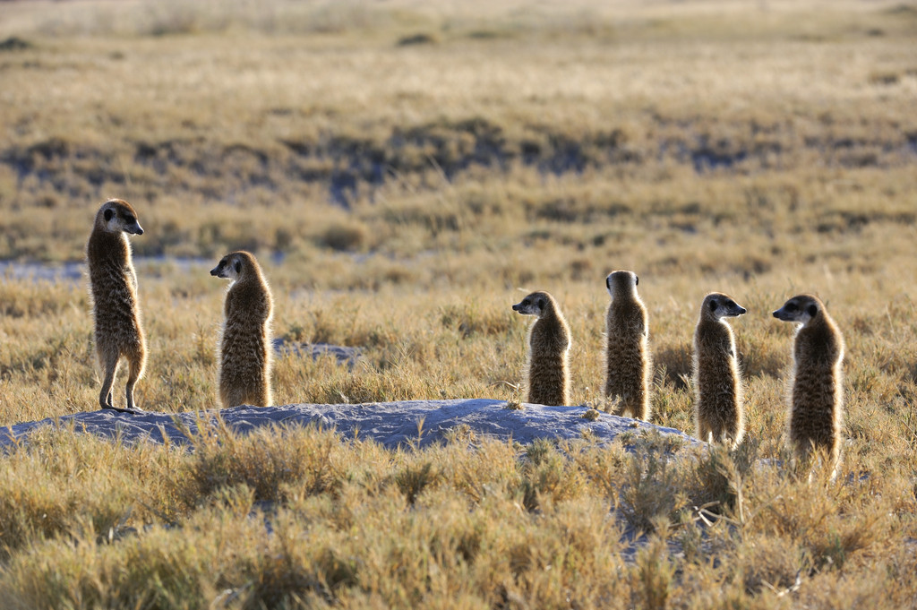  p>卡拉哈里沙漠(kalahari desert),属非洲南部内陆干燥区,也称作"