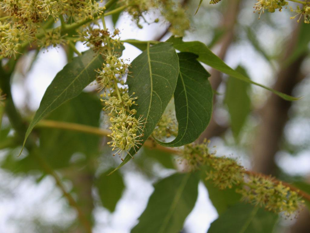  p>苦木科指的是绿色植物亚界,轮藻总门,木贼门(有胚植物门),木贼亚门