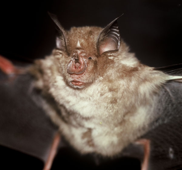 ">马铁菊头蝠(学名: i>rhinolophus ferrumequinum /i>),是菊头蝠科