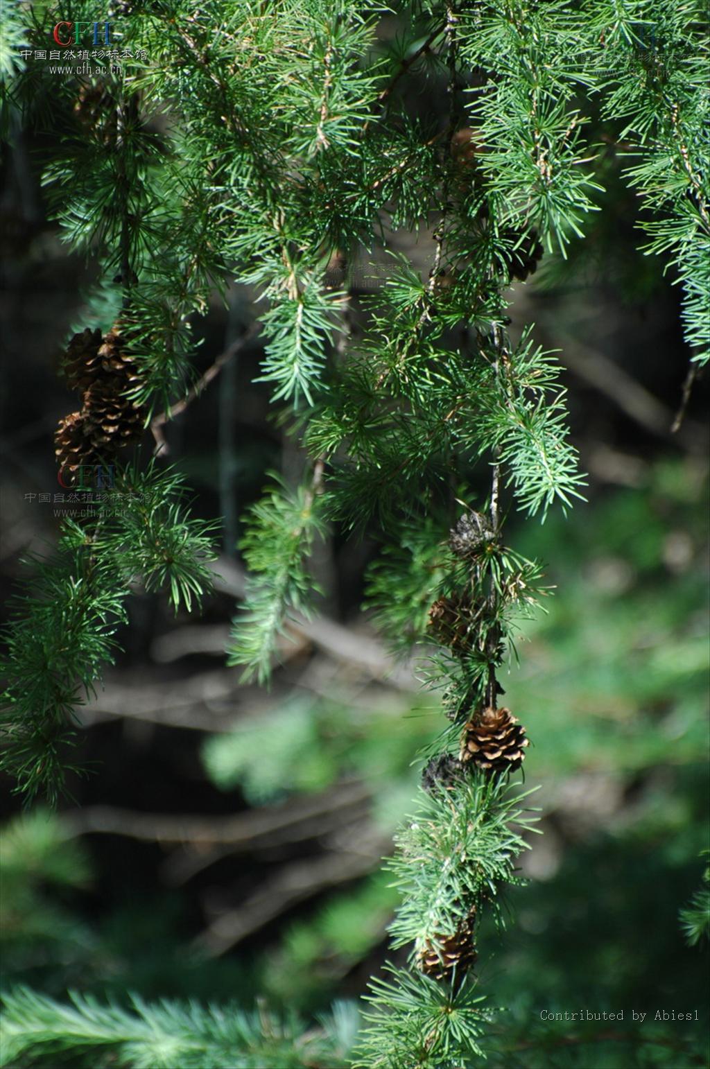 carr /i>,是 a href="#">落叶松属 /a>下的一个物种,是中山地带造林