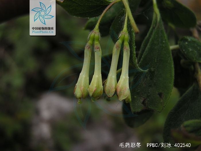  p> b>毛药忍冬 /b>(学名: i>lonicera serreana /i>)为忍冬科忍冬属