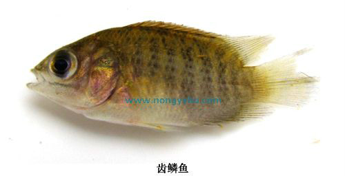  p>体长椭圆形,被中大栉鳞,口大,能伸缩,上颌骨外露,无辅上颌骨,颌齿