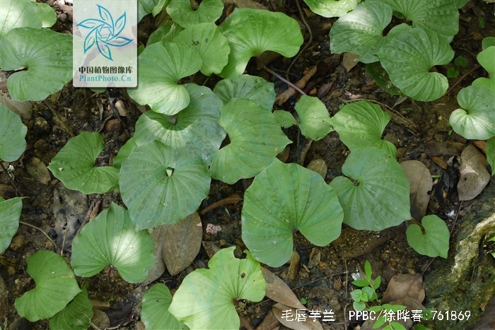  p>毛唇芋兰(学名: i>nervilia fordii /i> (hance) schltr.