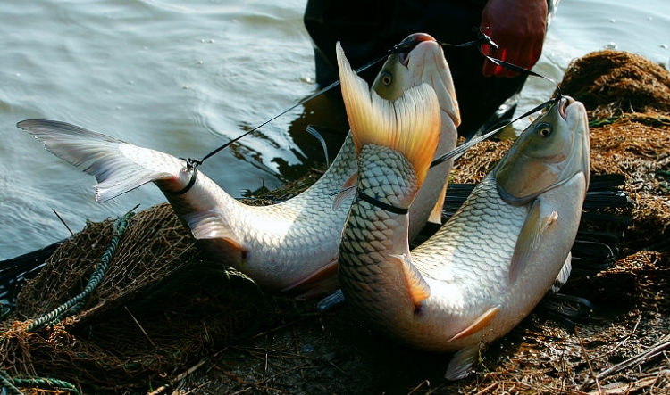  p>伊犁弓鱼(学名:racoma pseudaksaiensis)为鲤科弓鱼属的鱼类.