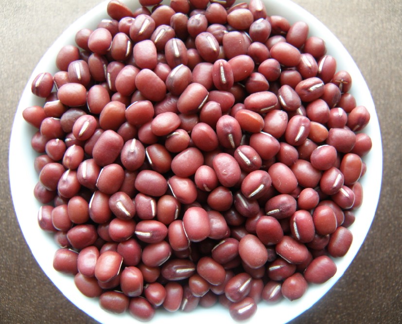  p>赤豆(学名: i>v i>i /i> /i> i>gna angularis   /i>(willd.