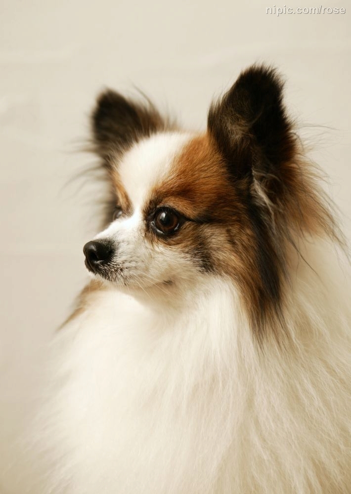 狮子狗
