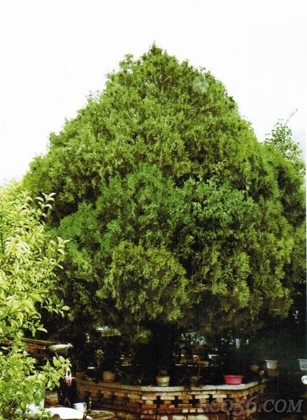  p>祁连圆柏(学名: i>sabina przewalskii  /i>kom.