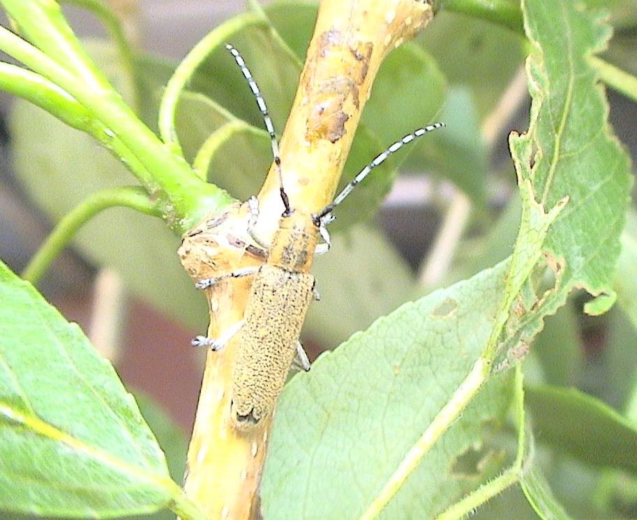  p>青杨脊虎天牛, i>xylotrechus rusticus /i> linnaeus,鞘翅目 a>