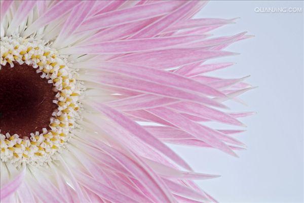gerbera jamesonii bolus