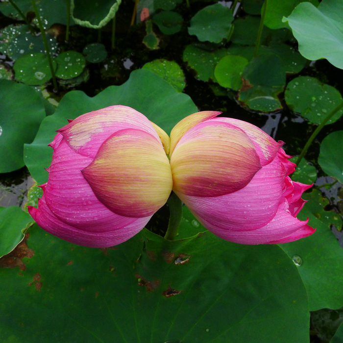 并蒂莲有"花中君子"之称,是荷花中的极品,象征著百年好合永结同心