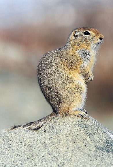  p>北极地松鼠(学名: i>spermophilus parryii /i>)体型和普通 a