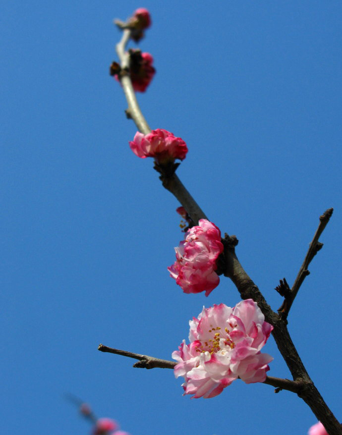  p>辽梅山杏(学名: i>armeniaca sibirica /i> var.