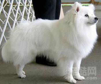 美洲爱斯基摩玩具犬