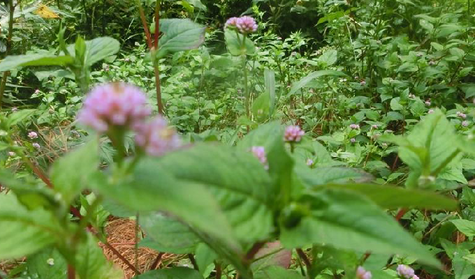  p>尼泊尔蓼,一年生草本.